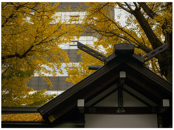 Details of the roof of one of the buildings at Torigoe Shrine, Tokyo. Gingko trees overhead. 

Hasselblad 503CW with CFV50c and Zeiss-Planar 80mm f/2.8