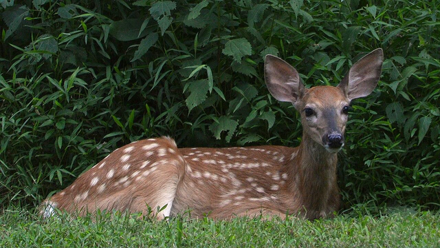 A photo of a white-tailed deer fawn sitting in the grass in front of a dense patch of plants.
