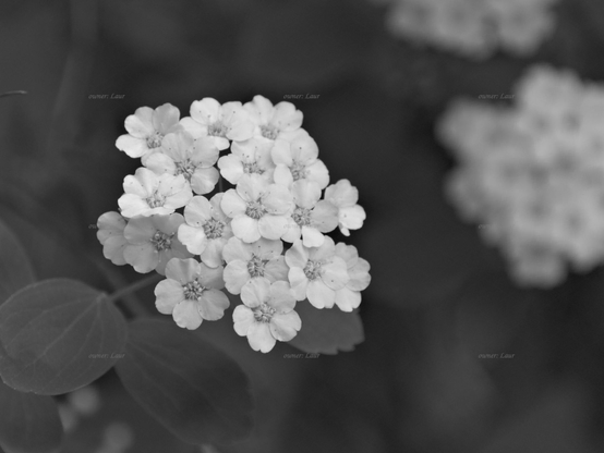 Flowers, closeup, black and white, photo