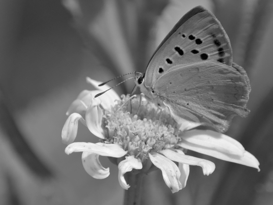 Butterfly, closeup, black and white, photo