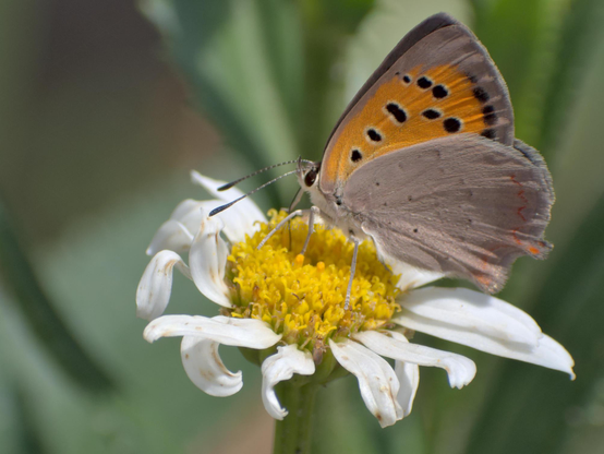 Butterfly, closeup, color, photo