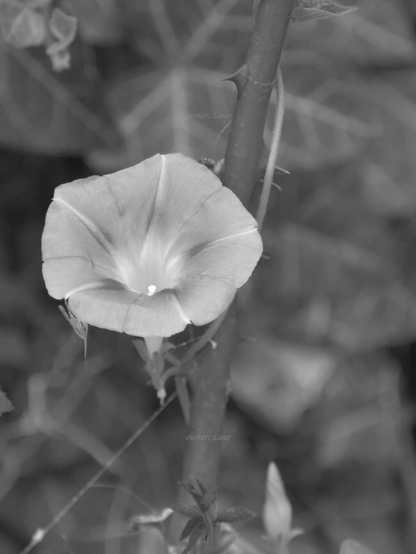 Flower, black and white, photo