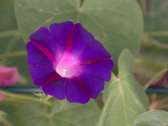 Flower, closeup, color, photo