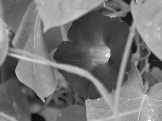 Flower, closeup, black and white, photo