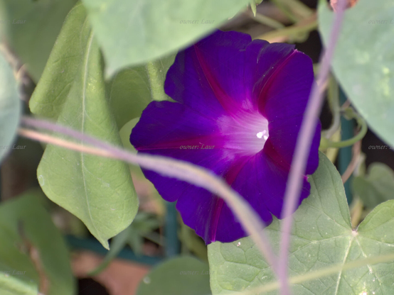 Flower, closeup, color, photo