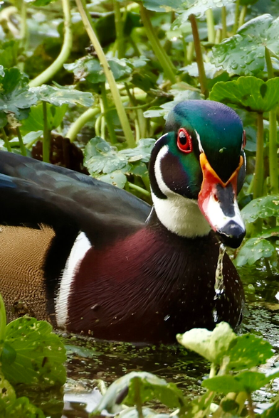 a bird of many bright colors floats in a field of greenery.