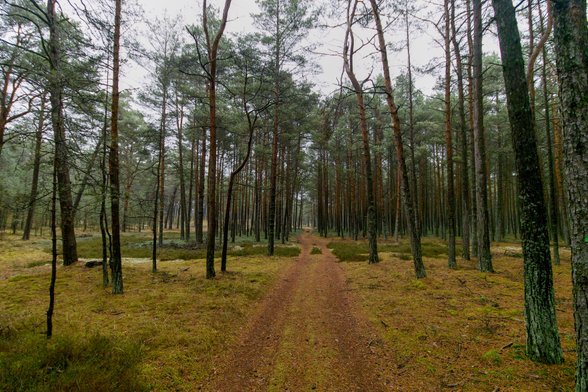 A colorful photograph depicting a forest road on a cloudy day at the end of November.
