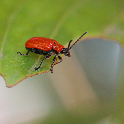 Macro photo of a red and black insect on the edge of a green leaf