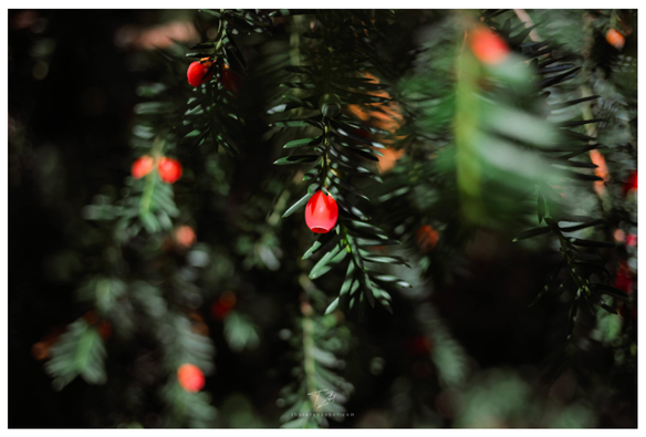 Close-up of a yew fruit. The red color of the fruit contrasts beautifully with the dark needles.