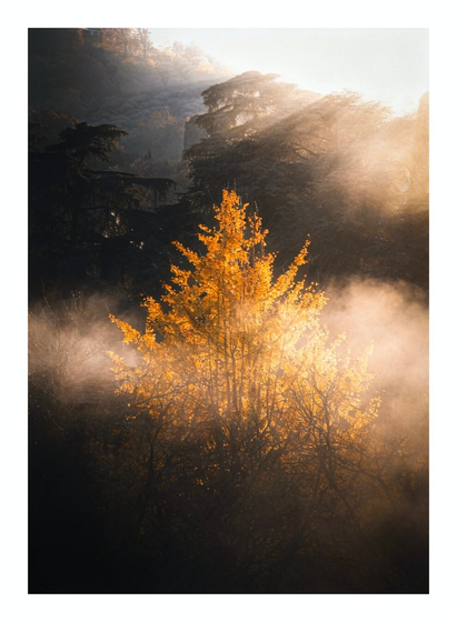 A photo of an autumn scene in a forest. A prominent Gingko Biloba with golden leaves stands out.in the middle, illuminated by the sun's rays and through the mist. The foreground is darker, contrasting with the bright glow surrounding the tree. In the background, other trees are visible.