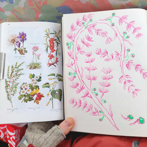 A plant drawing on a sketchbook page next to a page of a naturalist book with plenty of plants. The drawing depicts a medicinal asparagus painted in bright pink and green. A realistic drawing of the asparagus can be seen on the bottom left corner of the book.