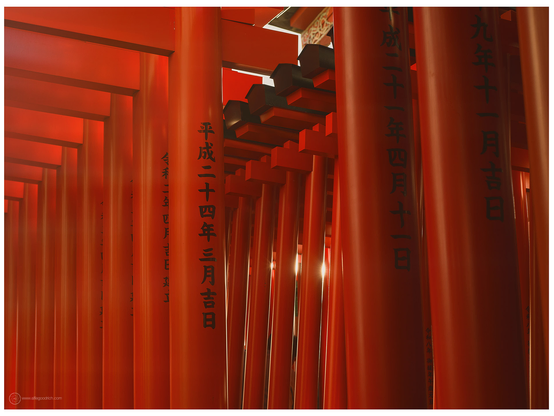 Part of the parade of red torii gates at Anamori-inari shrine in Ota-ku, Tokyo. Hasselblad 503CW, CFV50c digiback and Zeiss-Planar 80mm f/2.8.