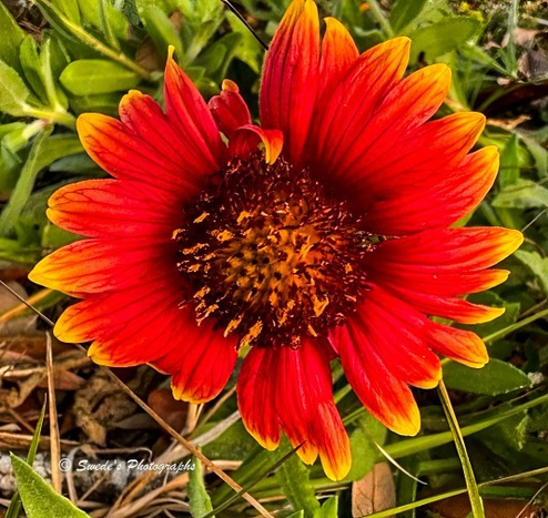 Wildflower Drumhead

"A single Gaillardia aristata, or blanket flower, bursts into radiant bloom. Its petals blaze with deep crimson red at the base, fading into bright golden yellow tips that glow like tongues of fire reaching outward. At the heart of the flower lies a densely packed disc of burnt orange and dark brown, textured like a woven tapestry or a ceremonial drum, anchoring the bloom with earthy gravity.

The petals curve gently, as if caught mid-motion, radiating in perfect symmetry around the center. Their fiery hues contrast against the surrounding green leaves and stems, which are soft, serrated, and slightly fuzzy. The background is scattered with dry grass and twigs, a rustic stage that makes the flower’s brilliance even more striking.

This bloom feels less like a simple plant and more like a floral beacon—a sovereign burst of color rising from the ground, dignified and luminous against its humble surroundings. A watermark in the corner reads “© Swede’s Photographs,” marking the image as a captured moment of natural ceremony." - Microsoft Copilot