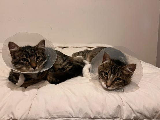 Your Daily Dose of Fluff 🐾  Rumor and Snickers have been wearing their Elizabethan collars for 5 days after neuter surgery and they are doing great with them. 🥰 