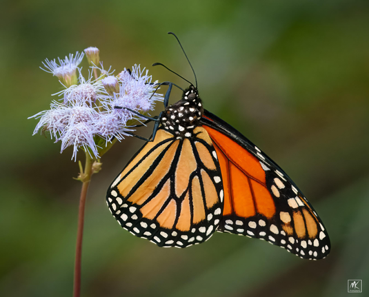 Color photo of a monarch butterfly in profile clinging to a bunch of feathery blue mistflowers.  