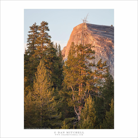 Sunset light on trees and dome.