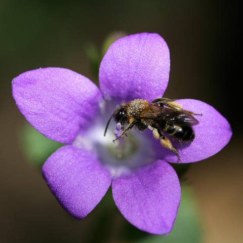 Macro photo of a bee foraging on a bluebell