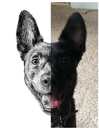 Black and white drawing of a Dutch Shephard Mix named Kallie, with the right half of the image being the reference.