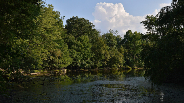A photo of a large pond surrounded by deciduous trees. The sky is blue with large white clouds in it. 