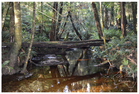 A tranquil view of a narrow, slow moving creek in the Strahan forest. The brown water reflects the surrounding tall, straight tree trunks and the dense undergrowth of ferns.  A large moss covered log spans the creek horizontally, creating a natural crossing. The light is diffused, giving the scene a soft, ethereal quality.