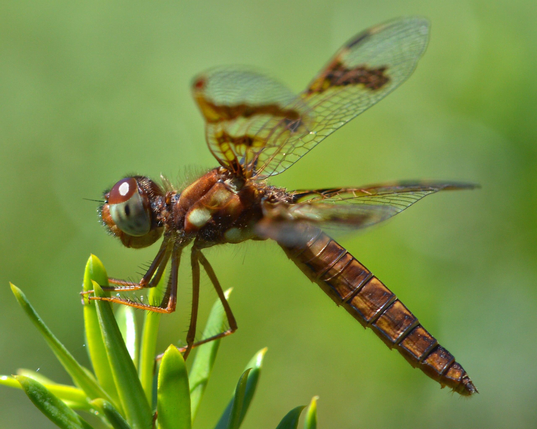 A photo of an amberwing dragonfly viewed from the side.