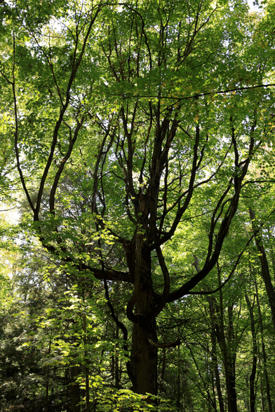 This is a portrait format photo of a larger deciduous tree taken in a mature forest. Most of the leaves are still green, even though the photo was taken in early October. The tree is full in size with many of its branches curving upward, which creates an image that has a likeness to a pitchfork.  Definitely lots of green in the frame from side to side, and top to bottom.
