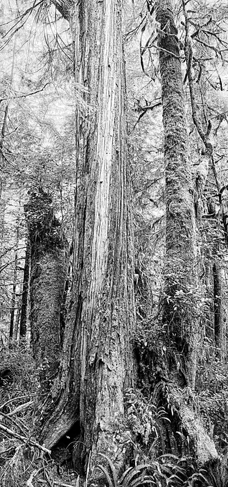This is a 4-image vertical panorama of some old growth trees on the wet coast of Vancouver Island