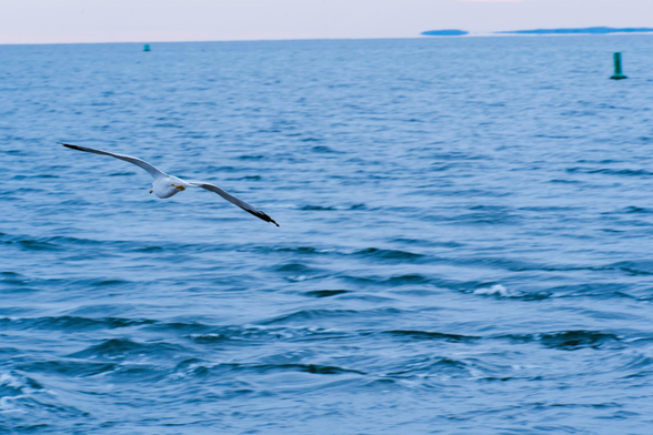 A seagull with its wings spread looks small comparted to wave filled ocean with just a strip of horizon with a land mirage of some kind on it.