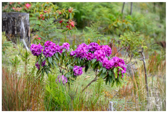 A cluster of bright magenta or purple pink rhododendron flowers blooming in the center of the frame, surrounded by tall, dry grasses, green ferns, and dense, dark green foliage.  In the background, a cut tree stump is visible on the left, and other shrubs and flowering plants provide a soft backdrop. The overall setting is a lush, slightly wild garden or mountain landscape.