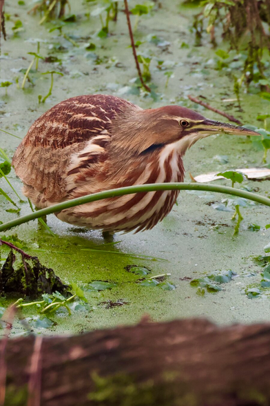a brown and white bird with a long curved beak.