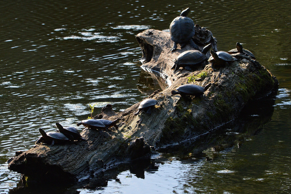 A photo of a large log in a pond with ten turtles sitting on it.