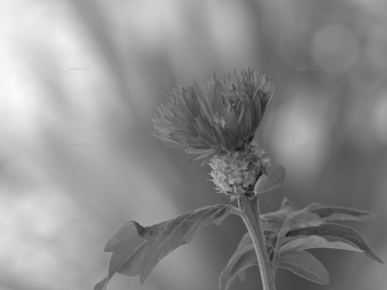 Flower, closeup, black and white, photo