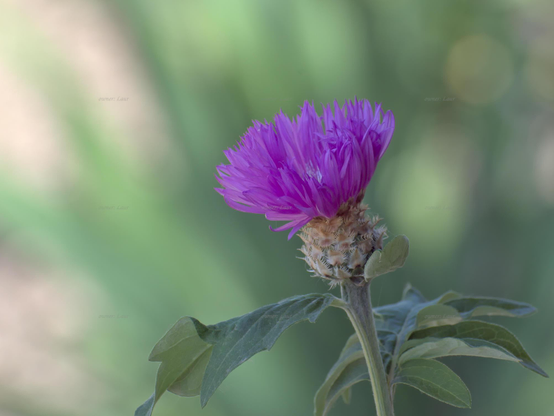 Flower, closeup, color, photo