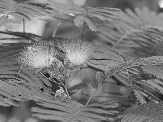 Flowers, black and white, photo