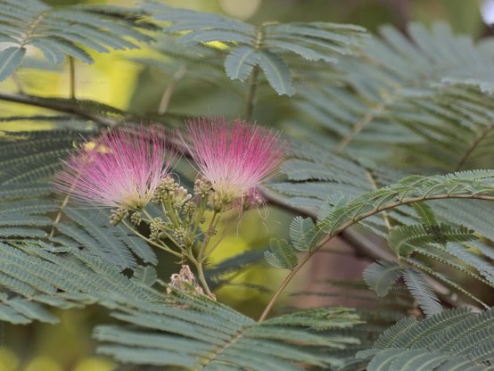 Flowers, color, photo