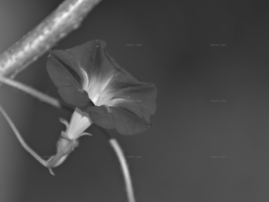 Flower, closeup, black and white, photo