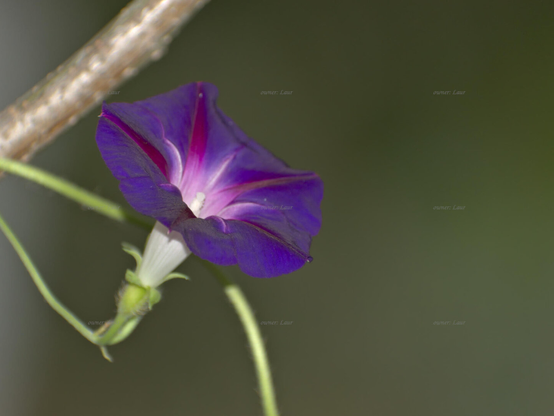 Flower, closeup, color, photo