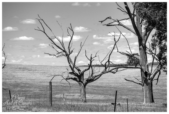 A dramatic black and white landscape photo of a grassy field, near Wirrabara. In the foreground, a prominent, striking dead gum tree with bare, gnarled branches is centred behind a barbed wire fence.

To the right, the trunk of a tall, partially stripped, living eucalyptus tree provides contrast. The field is subtly textured, extending to a gentle horizon, beneath a sky scattered with bright cumulus clouds.