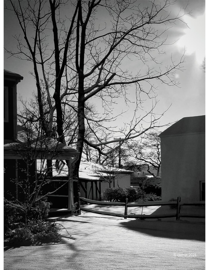Black and white image of a snowy landscape with bare trees and a wooden fence between two houses. Sunlight casts dramatic shadows, creating a serene, tranquil atmosphere.