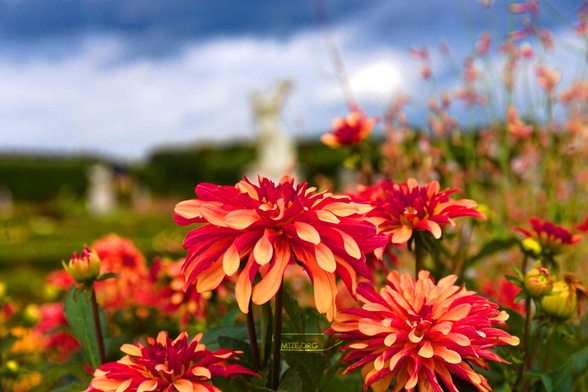 rot gelbe blüten vor einer (unscharfen) parklandschaft