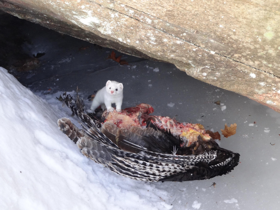 An all white weasel standing on a wild turkey carcass lying on ice and show under a large rock shelf. The weasel is looking at the camera.