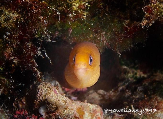 A small yellow eel, about the size of your index finger, peers from a crevice at an ocean reef.