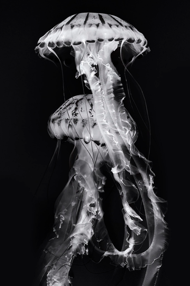 Two jellyfish in black and white floating in a tank at the Monterey Bay aquarium.