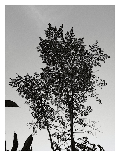 A deciduous tree, appearing in silhouette, against a sky.