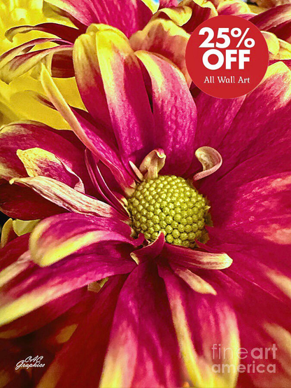 Magenta Yellow Tipped Mums