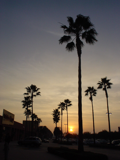 The image shows a twilight view of a commercial area silhouetted against a sunset sky. Tall palm trees line the right side of the scene, their dark shapes contrasting with the soft gradient of the sky that transitions from dark blue at the top to a warm orange near the horizon. The sun is partially visible near the center-right, casting a gentle glow. A row of retail buildings and parked cars occupy the left side of the foreground. A dimly lit street extends into the distance between the palm trees and the buildings, with bright lights from signage and streetlights visible in the background.