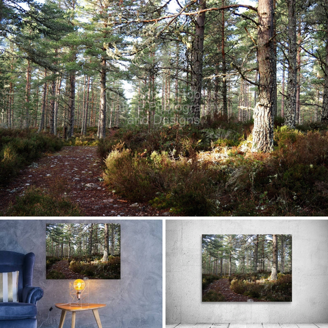 Above coloured photograph featuring the design- 

Scottish Highlands Illuminated Pine. 

Lower left design on a Canvas Print on a wall beside a table and chair.

Lower right design on a Cavas Print on an exhibition wall. 

I took this photo during a lovely autumnal nature walk through the Scottish Highlands. 

Features sunlight illuminating a single Pine Tree with Heather plants beneath, as the other Pines looked on. 

The trail was covered in Pine needles and gave a lovely aroma underfoot. 

Mockups combined in a grid format in canva.com 

Click links on the main post for options.

