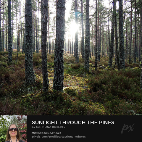 Coloured photograph featuring the design- 

Sunlight through the Pines.

I took this photo during a lovely autumnal nature walk through the Scottish Highlands. 

Features sunlight filtering through the tall Pine trees, casting long shadows on the forest floor. 

The scene's green and brown hues create a tranquil atmosphere.

Click links on the main post for options.
