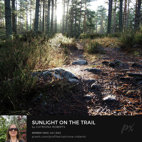 Coloured photograph featuring the design- 

Sunlight on the Trail.

I took this photo during a lovely autumnal nature walk through the Scottish Highlands. 

Features a serene Pine forest trail illuminated by the soft sunlight filtering through tall trees. 

The ground is covered with pine needles and scattered rocks. 

Click links on the main post for options.

