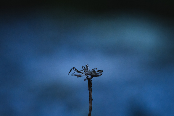 A photograph of a single wilted, dried up, brown flower or flower-like plant. The plant takes up a quite small part of the photograph in the lower middle part of the photo.

The rest of the photograph is dominated by the blue out of focus background, not quite uniform but varying over the image in intensity, and slightly in hue towards the upper right corner, almost like a cloudy sky although it isn't